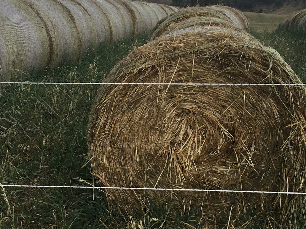 Oaten Hay 4ft Round Bales Hay & Fodder Oaten Hay For Sale